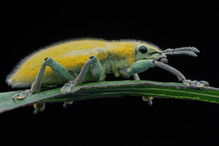 Żółty chrząszcz