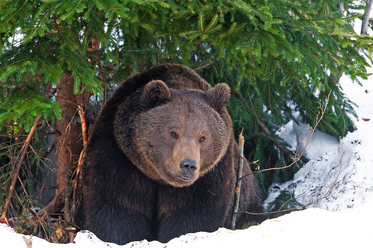 Urso pardo debaixo da árvore de Natal