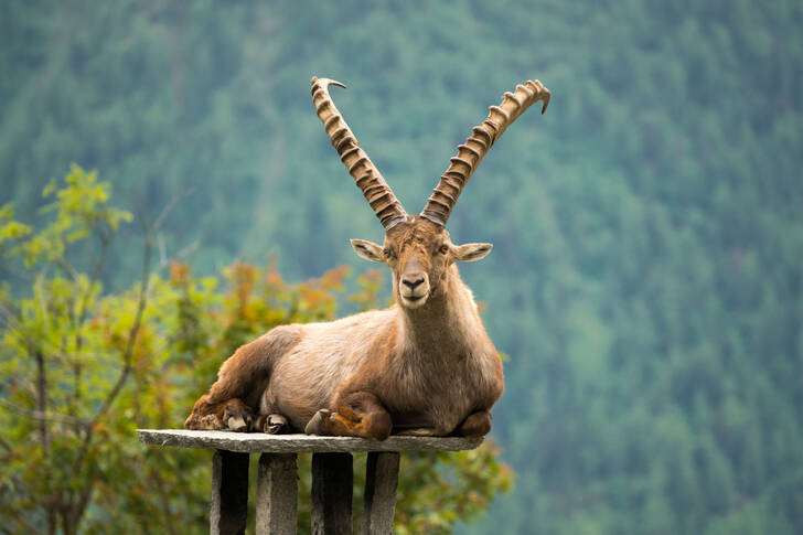 Alpensteenbok