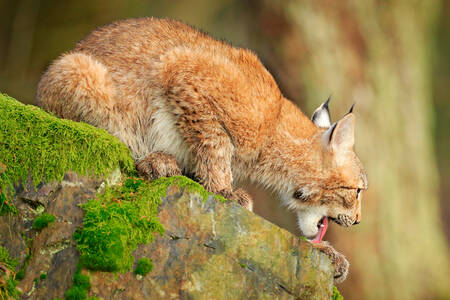 Lynx