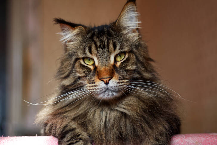 Portret Maine Coon