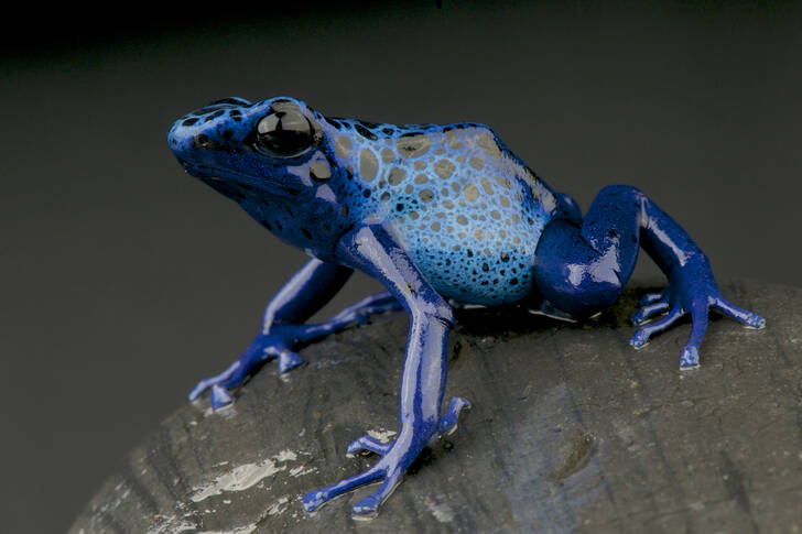 Dendrobate bleu sur une pierre