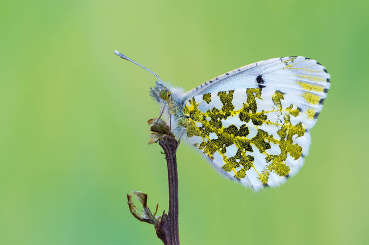 Mariposa aurora boreal