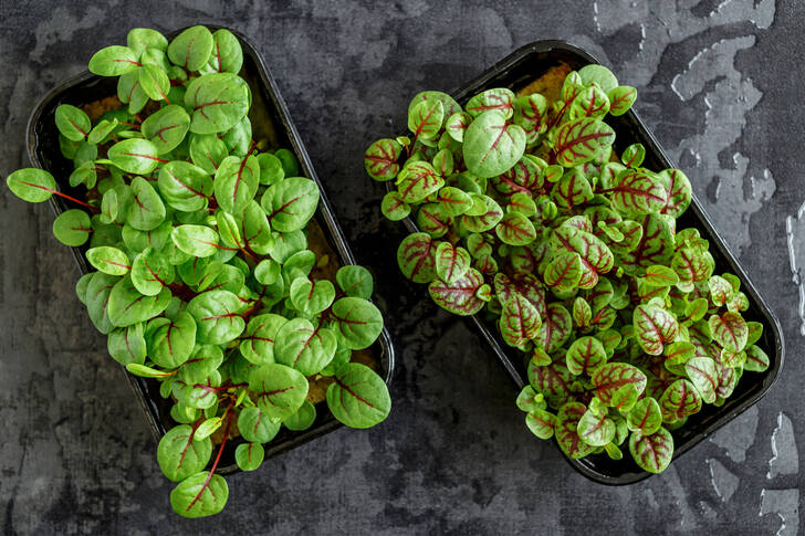 Microvegetales en la mesa