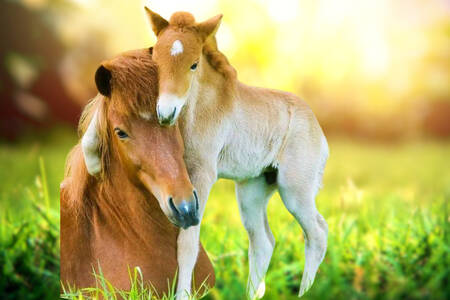 牝馬と子馬