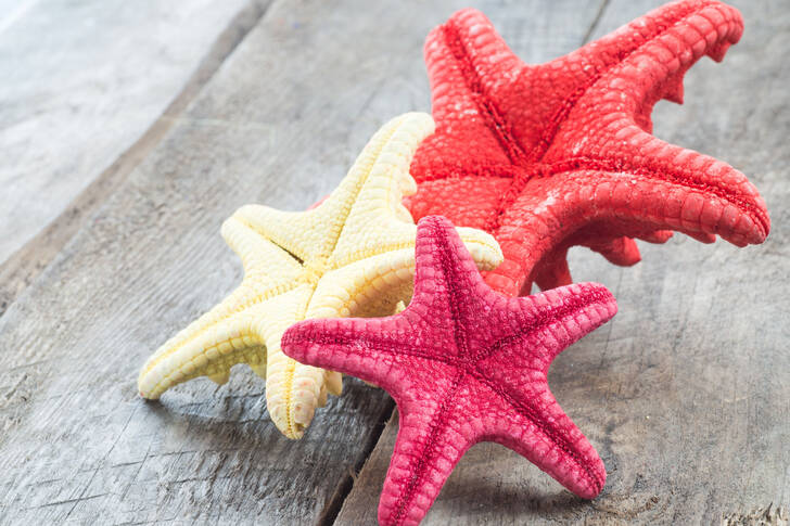 Three starfish