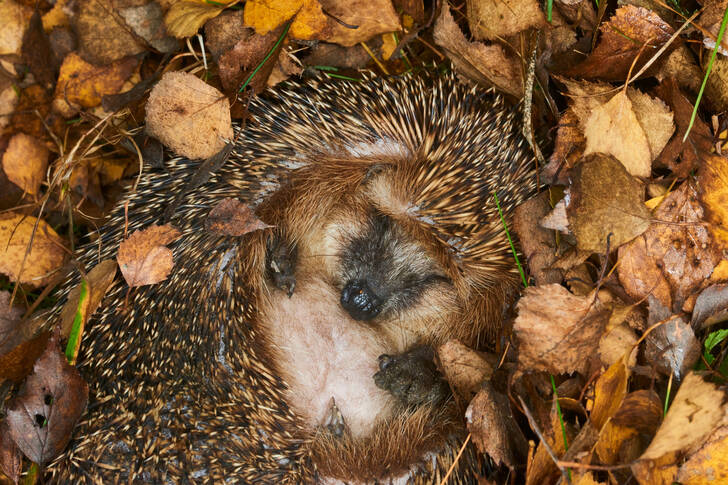 Igel auf Blättern