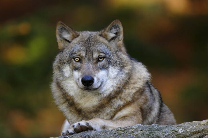 Gray wolf