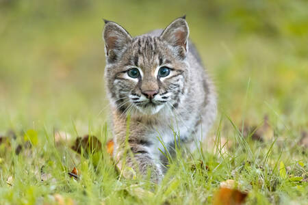 Lynx in the grass