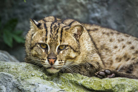 Fishing cat