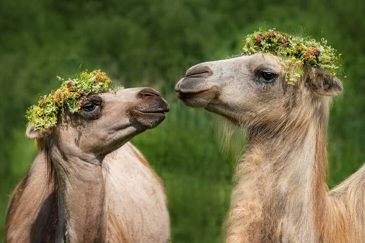 Camels with wreaths