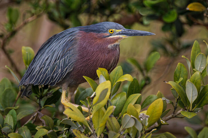 Heron on a tree