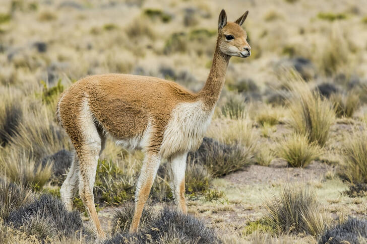 Vicuña in the Peruvian Andes