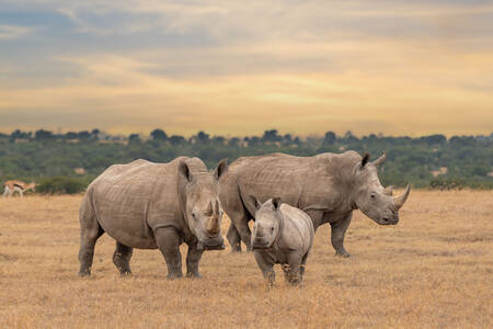 White rhinoceroses