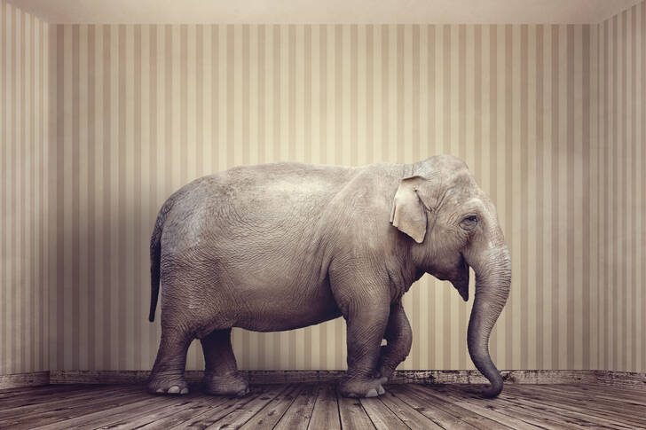 The elephant in the room