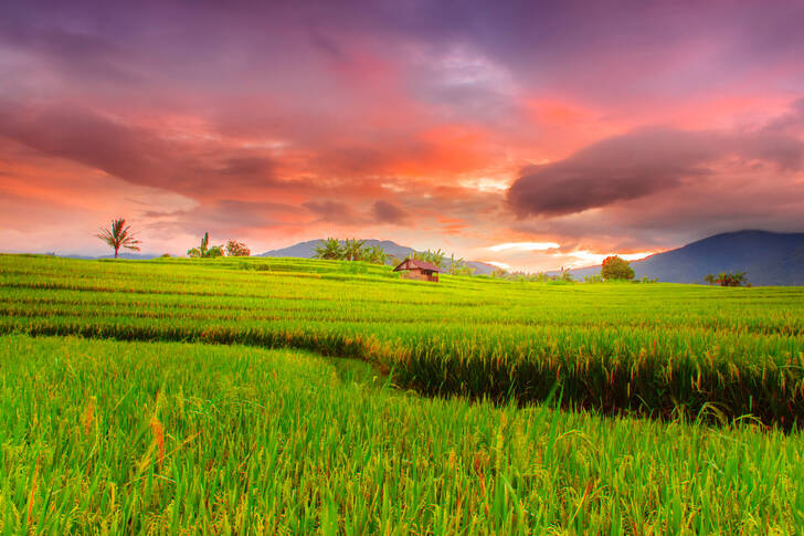 Ryžové polia za úsvitu