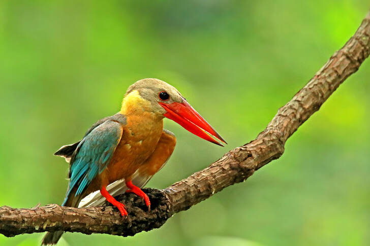 A kingfisher is sitting on a branch