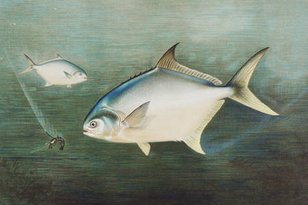 Pompano fish