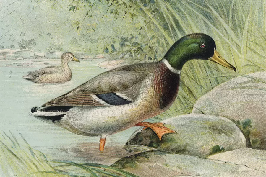 Mannelijke en vrouwelijke wilde eend