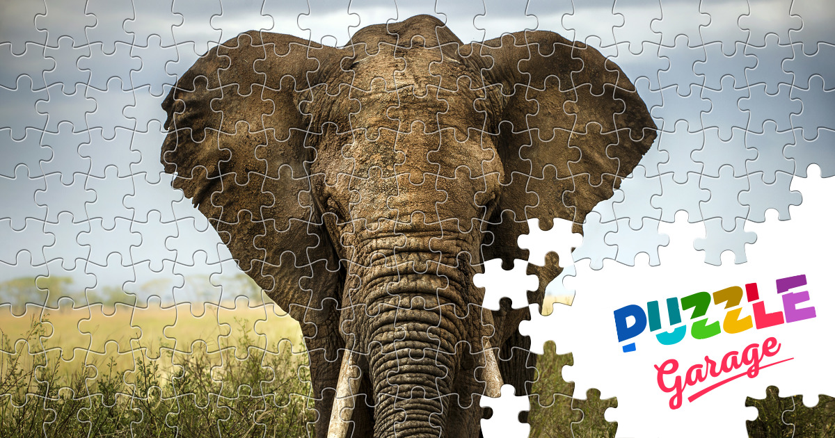 Majestuoso elefante Rompecabezas (Animales, Mamíferos) Puzzle