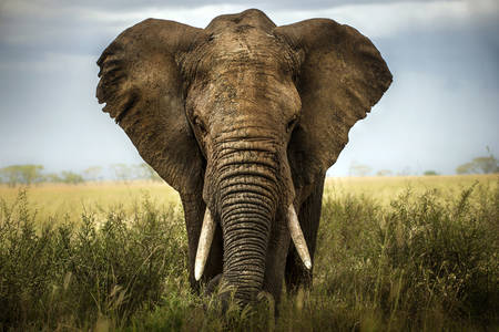 Majestatyczny słoń