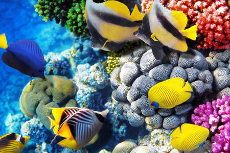 Koralji i ribe