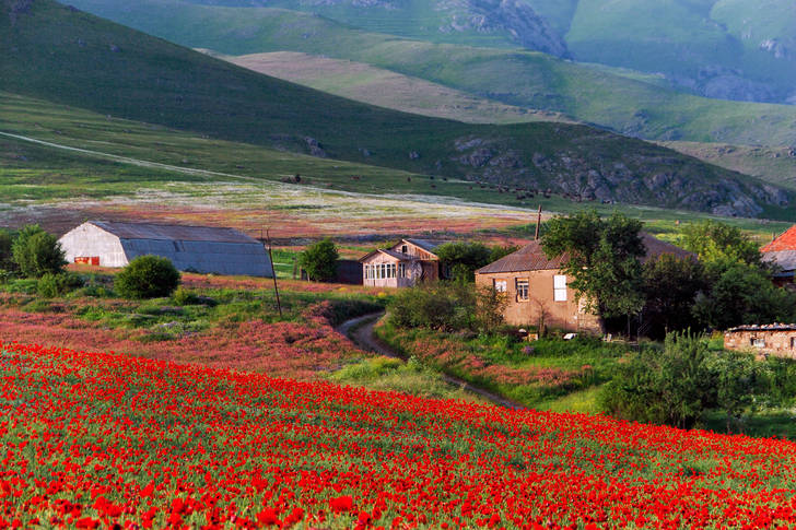Poppy field in a mountain village