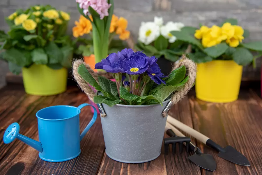 Sleutelbloemen in bloempotten