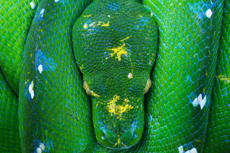 Grüne Python