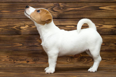 Cachorro Jack Russell Terrier