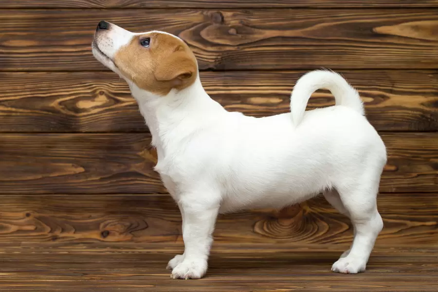 Cățeluș terrier Jack Russell