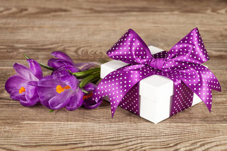 Gift and crocuses