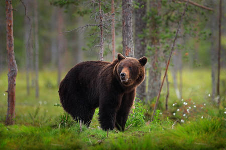 Niedźwiedź brunatny w lesie