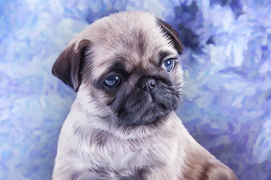 Mops