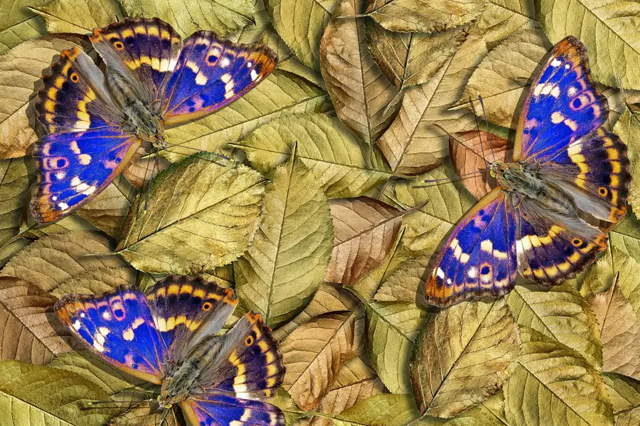 Vlinders op de bladeren