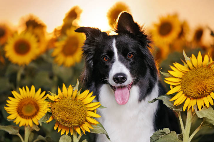 Border Collie in a field of sunflowers