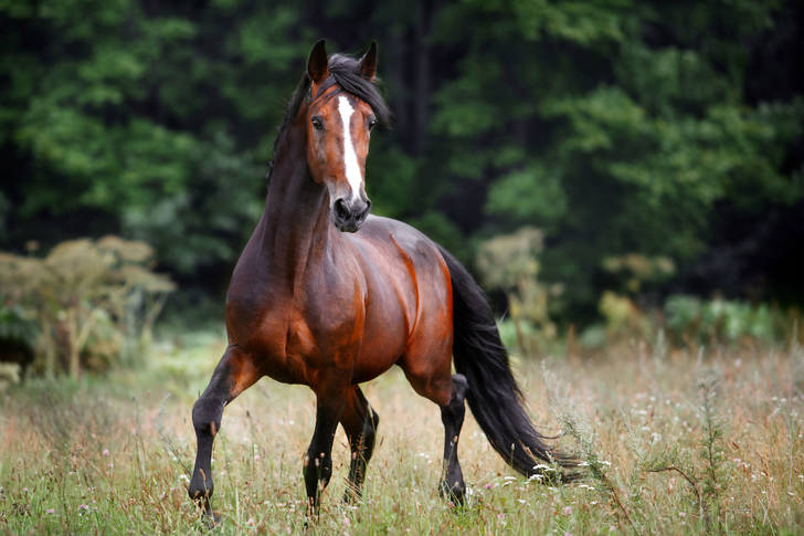 Chestnut horse in a clearing