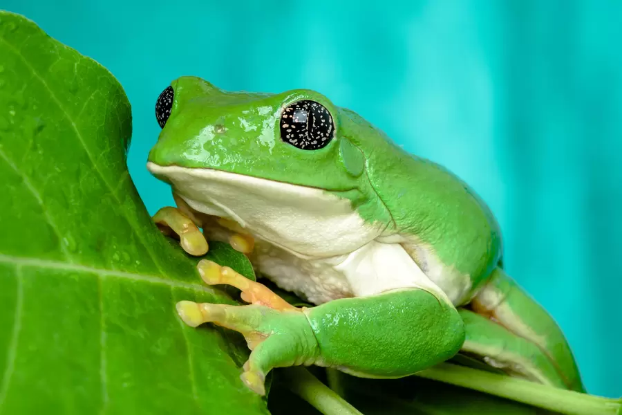 Mexikansk bladgroda