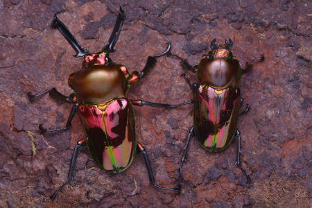 Самка и самец радужного жука-оленя