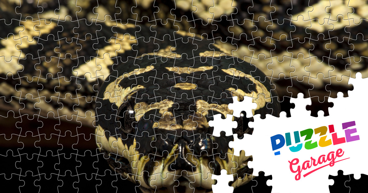 Carpet python Jigsaw Puzzle (Animals, Reptiles) | Puzzle Garage