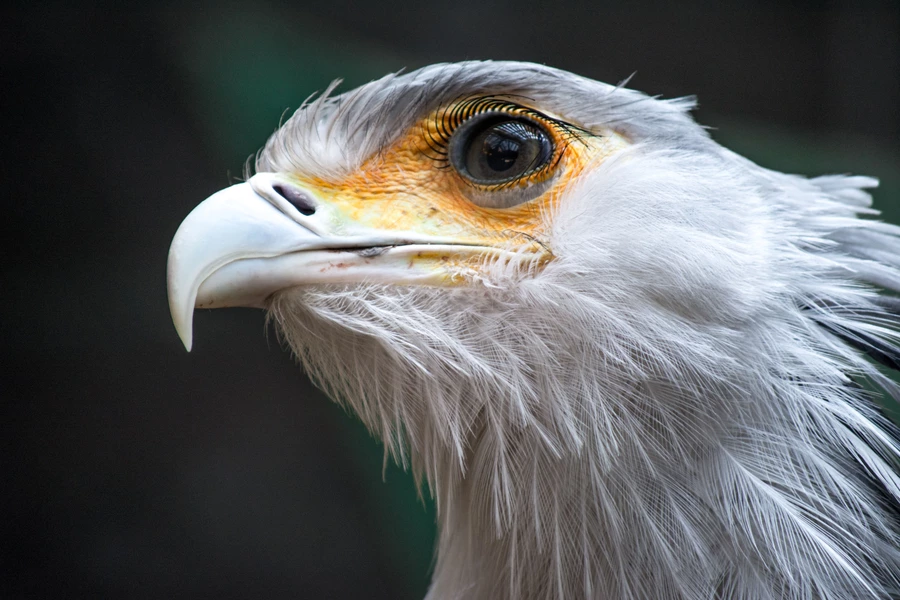 Secrétaire oiseau bouchent