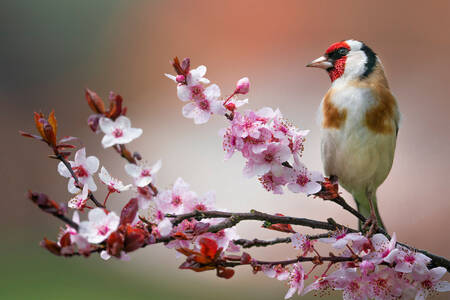 Goldfinch on a flowering branch
