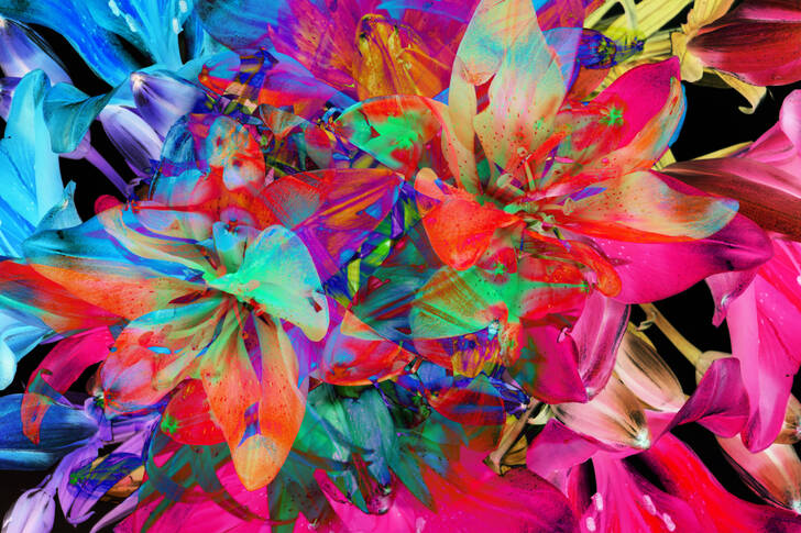 Разноцветные лилии