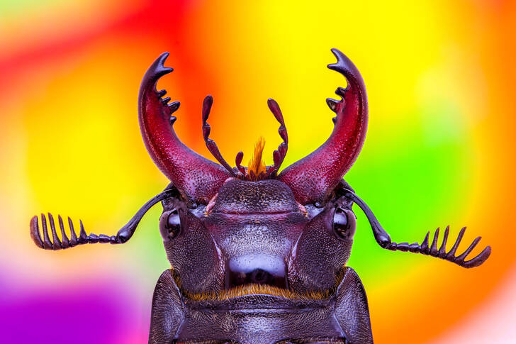 Geyik böceği, portre