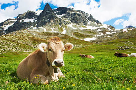 Vaca en los Alpes suizos