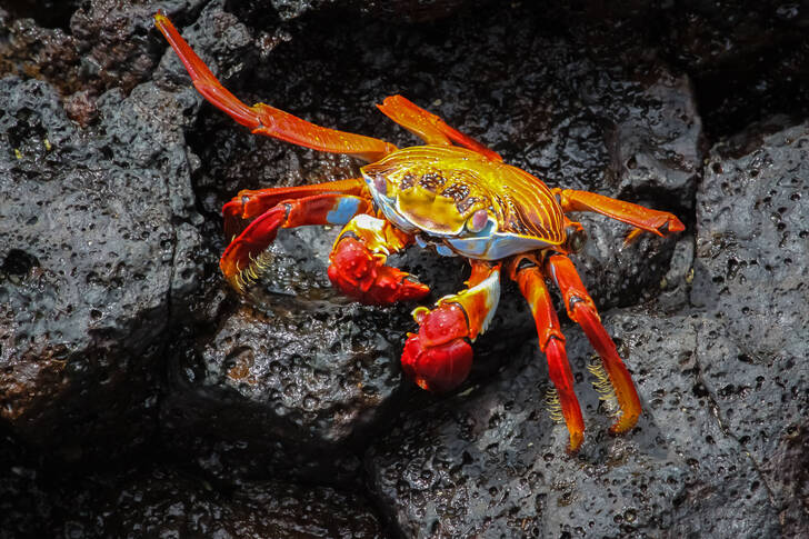 Crabe sur les rochers