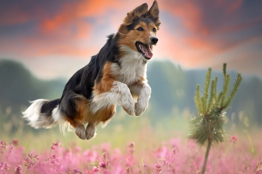 Border collie springen