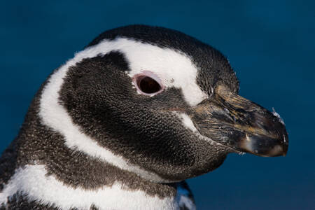 Tučňák magellanský