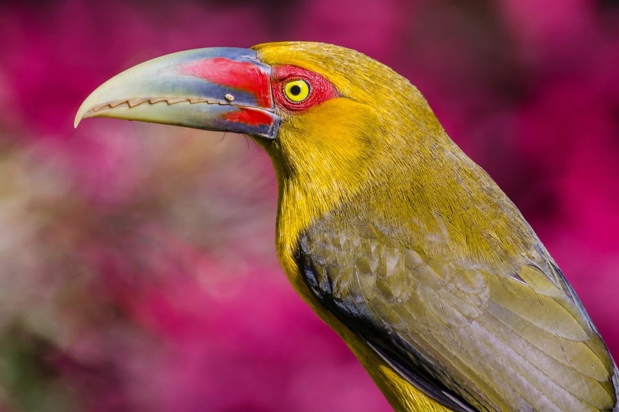 Toucanet au safran