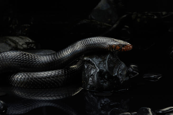 Cobra índigo oriental